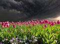 Tulips Before the Storm Royalty Free Stock Photo