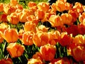 Tulips on the sun