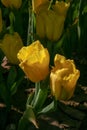 Tulips sunlight through in the morning. Viewing the beautiful and refreshing Royalty Free Stock Photo