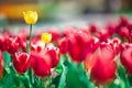 Tulips on sunny beautiful nature spring background Royalty Free Stock Photo