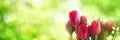 Tulips on sunny spring background Royalty Free Stock Photo