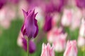 Tulips on sunny spring day. Beautiful pink flowers background Royalty Free Stock Photo