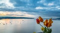 Tulips in sunset