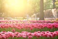 Tulips in sunset light Royalty Free Stock Photo