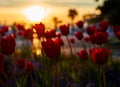 Tulips at sunset in Porec