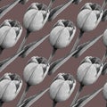 Tulips on taupe background Royalty Free Stock Photo