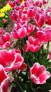 Tulips from the Tesselaar Tulip Festival Royalty Free Stock Photo