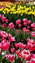 Tulips from the Tesselaar Tulip Festival Royalty Free Stock Photo