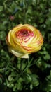 Flower from the Tesselaar Tulip Festival Royalty Free Stock Photo