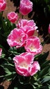 Lace Tulips from the Tesselaar Tulip Festival Royalty Free Stock Photo