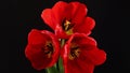 Tulips. Timelapse of bright red striped colorful tulips flower blooming on black background