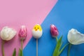 tulips, toy chicken and quail eggs on geometric blue and pink background, top view Royalty Free Stock Photo