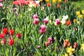 Colorful tulips growing in the garden