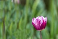 Tulips Royalty Free Stock Photo