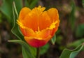 Tulips Royalty Free Stock Photo