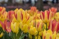 Tulips Royalty Free Stock Photo