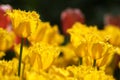 Macro shooting of Tulipa