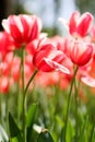 Macro shooting of Tulipa Royalty Free Stock Photo