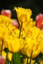 Macro shooting of Tulipa Royalty Free Stock Photo