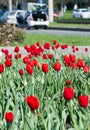 Tulips Tulipa form a genus of spring-blooming perennial herbaceous bulbiferous geophytes having bulbs as storage organs. showy and