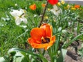 Tulips (Tulipa) are a genus of spring-blooming perennial herbaceous bulbiferous geophytes