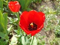 Tulips (Tulipa) are a genus of spring-blooming perennial herbaceous bulbiferous geophytes