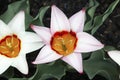 Tulips, tulipa kaufmanniana ancilla Royalty Free Stock Photo