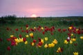 Tulips. Tulipa schrenkii. Royalty Free Stock Photo