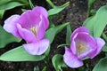 Light purple hybrid Tulip Tulipa Ãâ gesneriana flowers with exposed stamens and stigmas