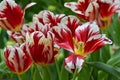 Striking two-tone hybrid tulips with crimson red flame and white stripes Royalty Free Stock Photo