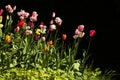 Tulips, two Royalty Free Stock Photo