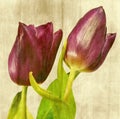 Tulips Royalty Free Stock Photo