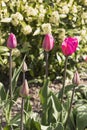 Tulips in a UK garden with defocussed background