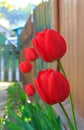 Tulips under house wall.