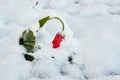 Tulips under the snow Royalty Free Stock Photo