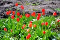 Tulips under snow