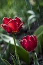 Tulips Spring Rain Garden Sunny Royalty Free Stock Photo