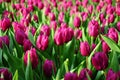 Tulips under sunshine Royalty Free Stock Photo