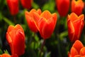 Tulips under Sunshine Royalty Free Stock Photo