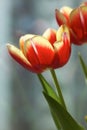 Tulips under sunshine Royalty Free Stock Photo