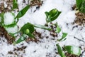 Tulips with unfolded blossoms in snow in springtime in the garden after snowstorm Royalty Free Stock Photo