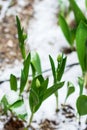 Tulips with unfolded blossoms in snow in springtime in the garden after snowstorm Royalty Free Stock Photo