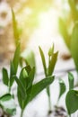 Tulips with unfolded blossoms in springtime in the garden in the morning sunlight   after snowstorm, floriculture concept Royalty Free Stock Photo