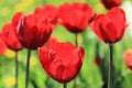 Tulips united in their beauty Royalty Free Stock Photo