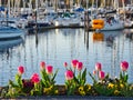 Tulips decorate the seaside walk in Sidney, Vancouver Island, British Columbia