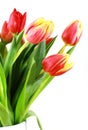 Tulips in vase