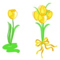 Tulips vector