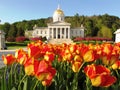 Tulips at the Vermont State House Royalty Free Stock Photo