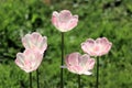 Very beautiful pale pink tulips in the spring meadow Royalty Free Stock Photo