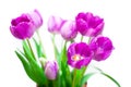 Tulips violet flowers